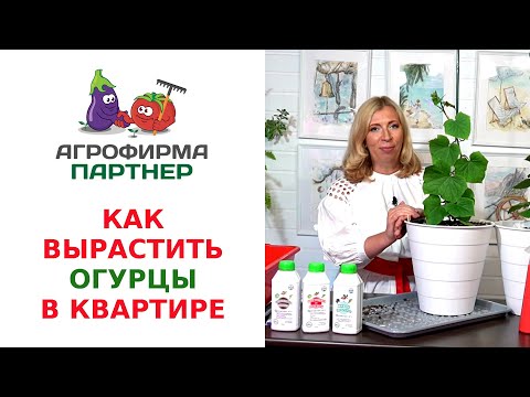 КАК ВЫРАСТИТЬ ОГУРЦЫ В КВАРТИРЕ