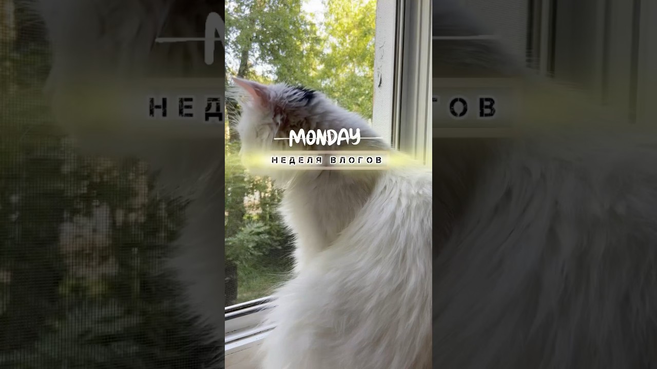 Monday. Неделя Влогов 