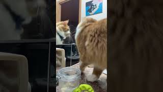 Funny Pets | 2023😂 Funny Dogs And Funny Cats Videos 🐱 🐕 😄 #25