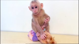 Baby monkey Miker playing with his doll