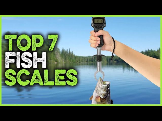 Best Fish Scales 2023  Top 7 Fishing Scales For Weighing Big Fish 