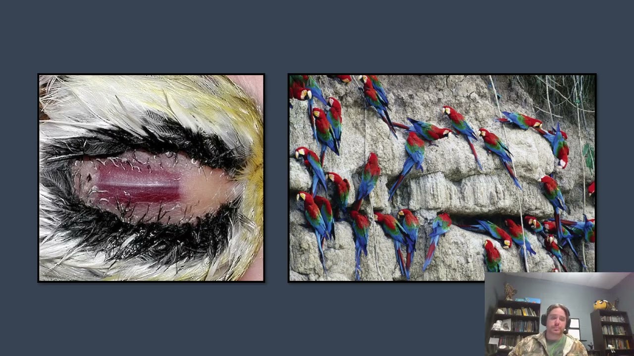 15 Avian Food and Foraging