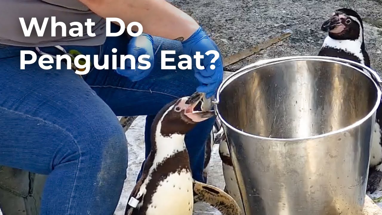 What Do Penguins Eat? | Zoolife Talk