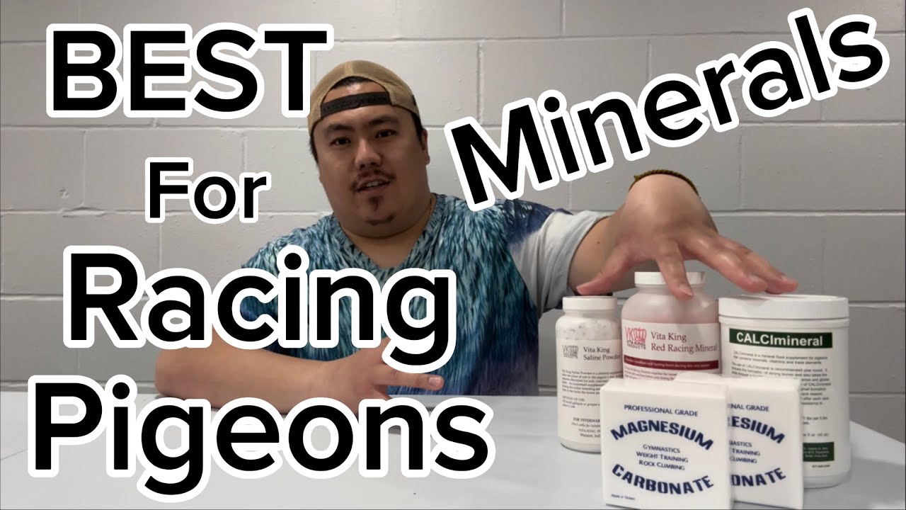 Best Minerals For Racing Pigeons! 