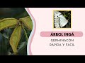 Germinacion de ing uraguensis  hospedero de la mariposa bandera argentina