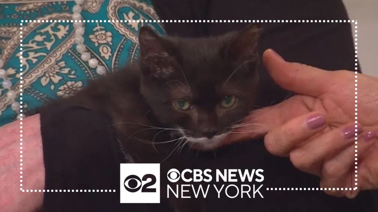 Meet Alfie, an adorable kitten available for adoption at the New York Humane Society