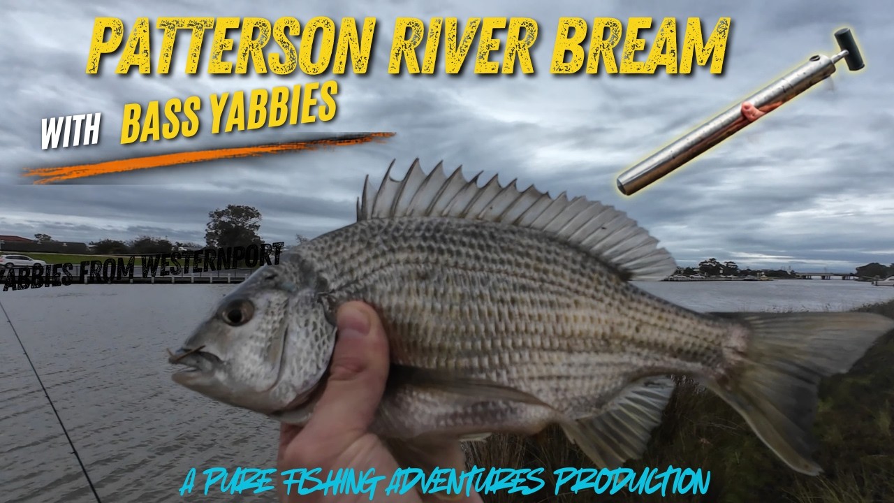 PATTERSON RIVER BREAM FISHING | BASS YABBY BAIT COLLECTION | WESTERN PORT