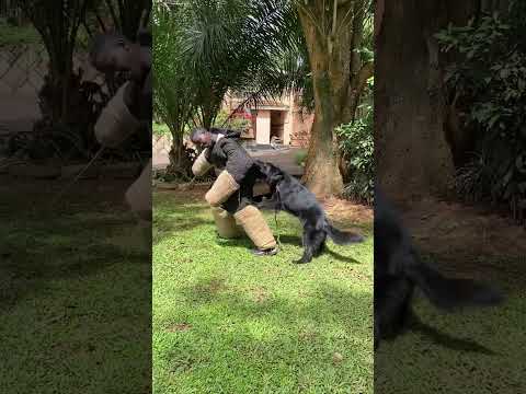 Black German Shepherd