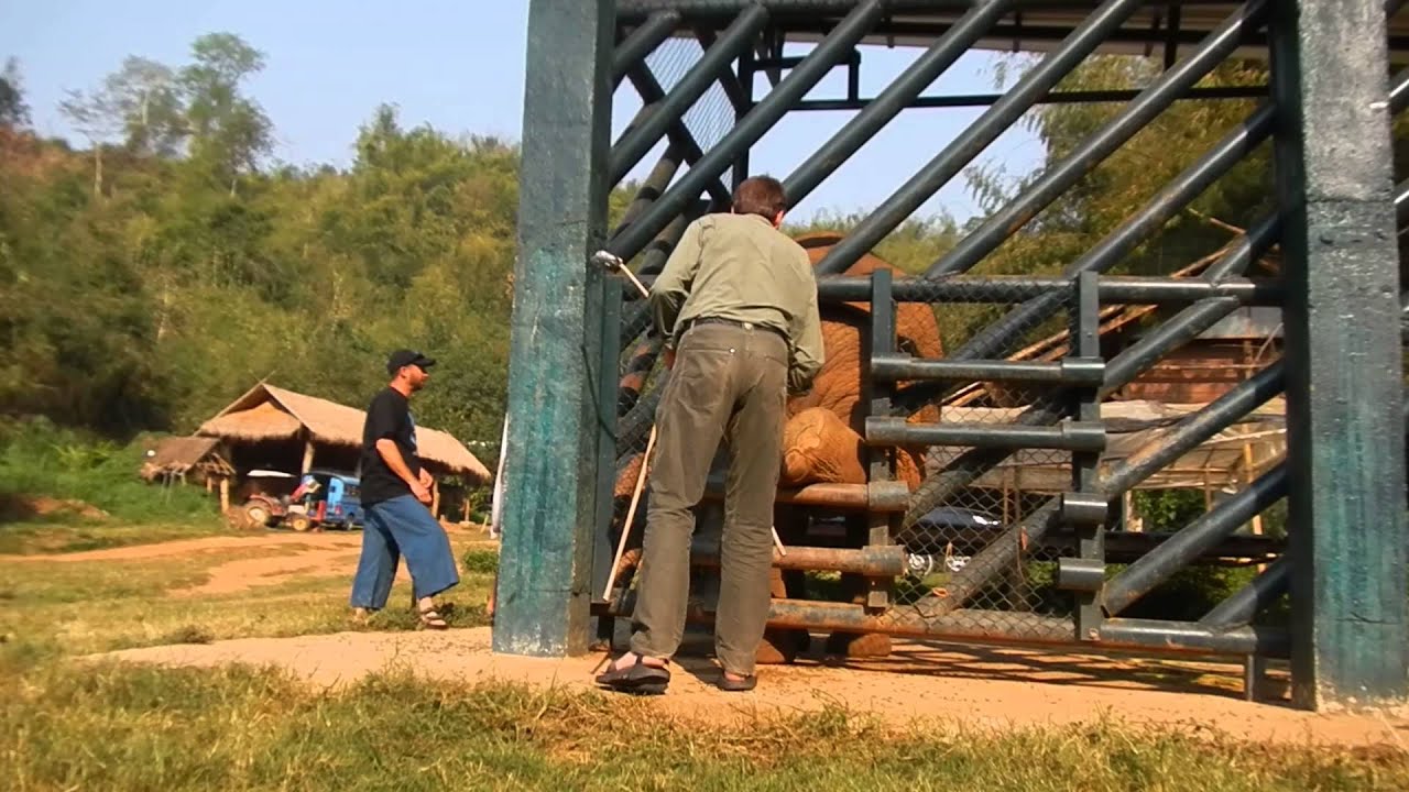 Elephant Earth Initiative - Elephant Target Training - YouTube
