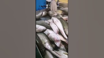 Sea Food Sorting Machine