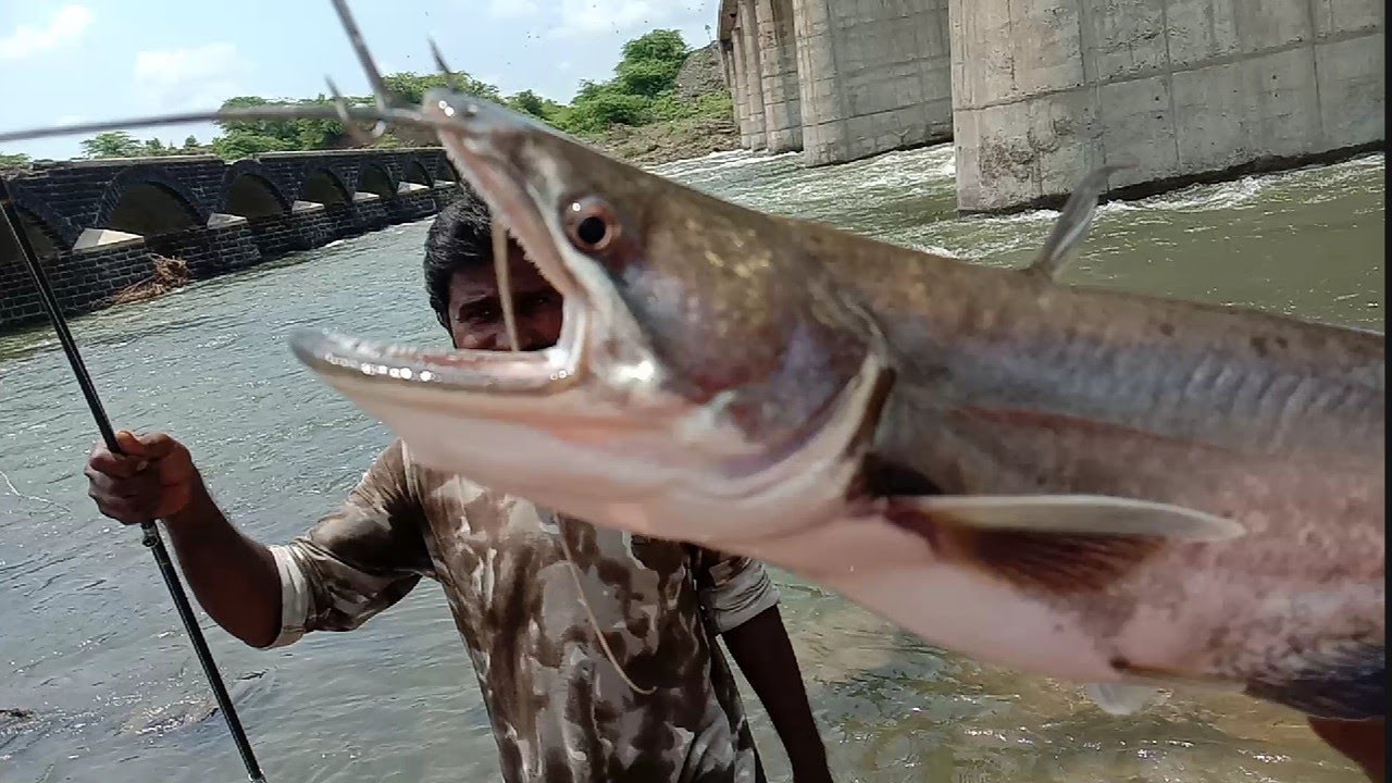 🦈Patan Fish Hunting Amazing Fish Catching Wallago Fishing Unique ...