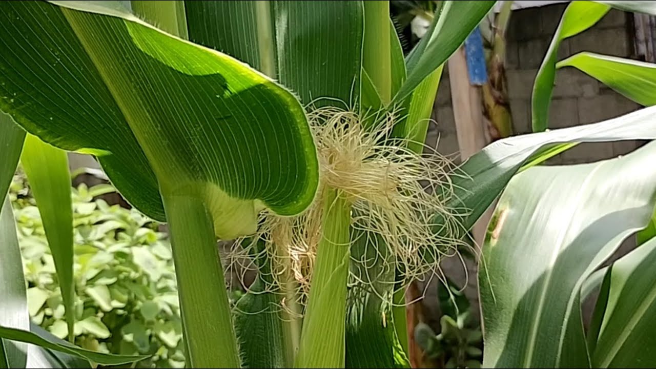 As primeiras espigas de milho já nasceram!