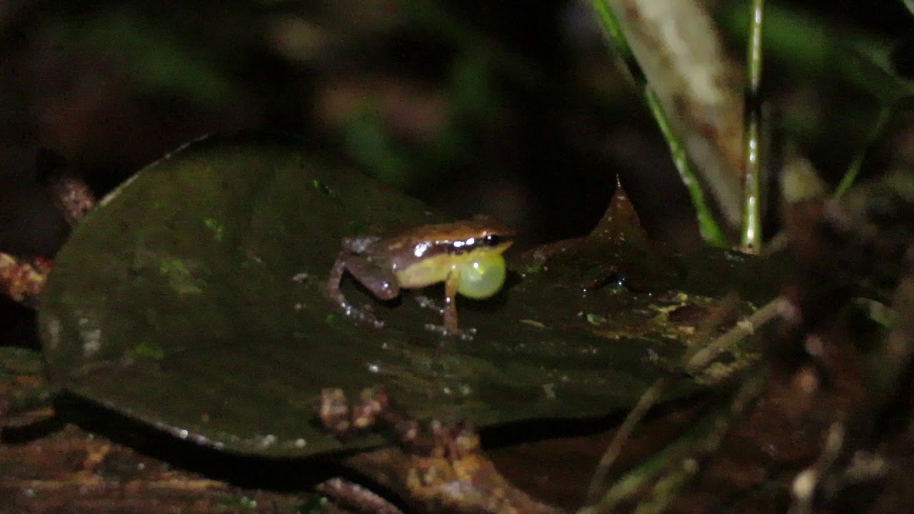 Vocalização de Allobates tapajos