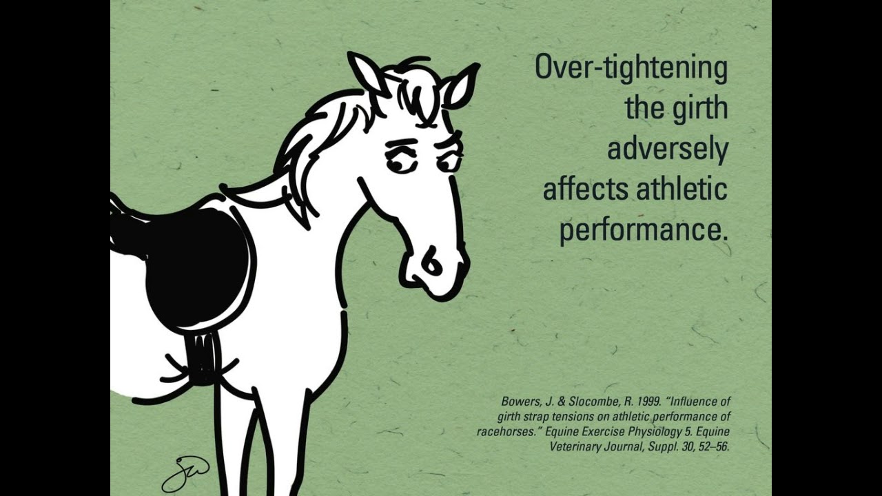 7 Facts You Didn't Know About Saddle Girths for Horses YouTube