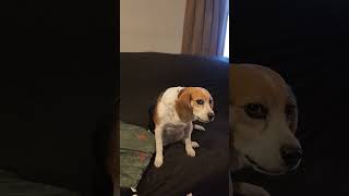 Daddys Steak Dinner.