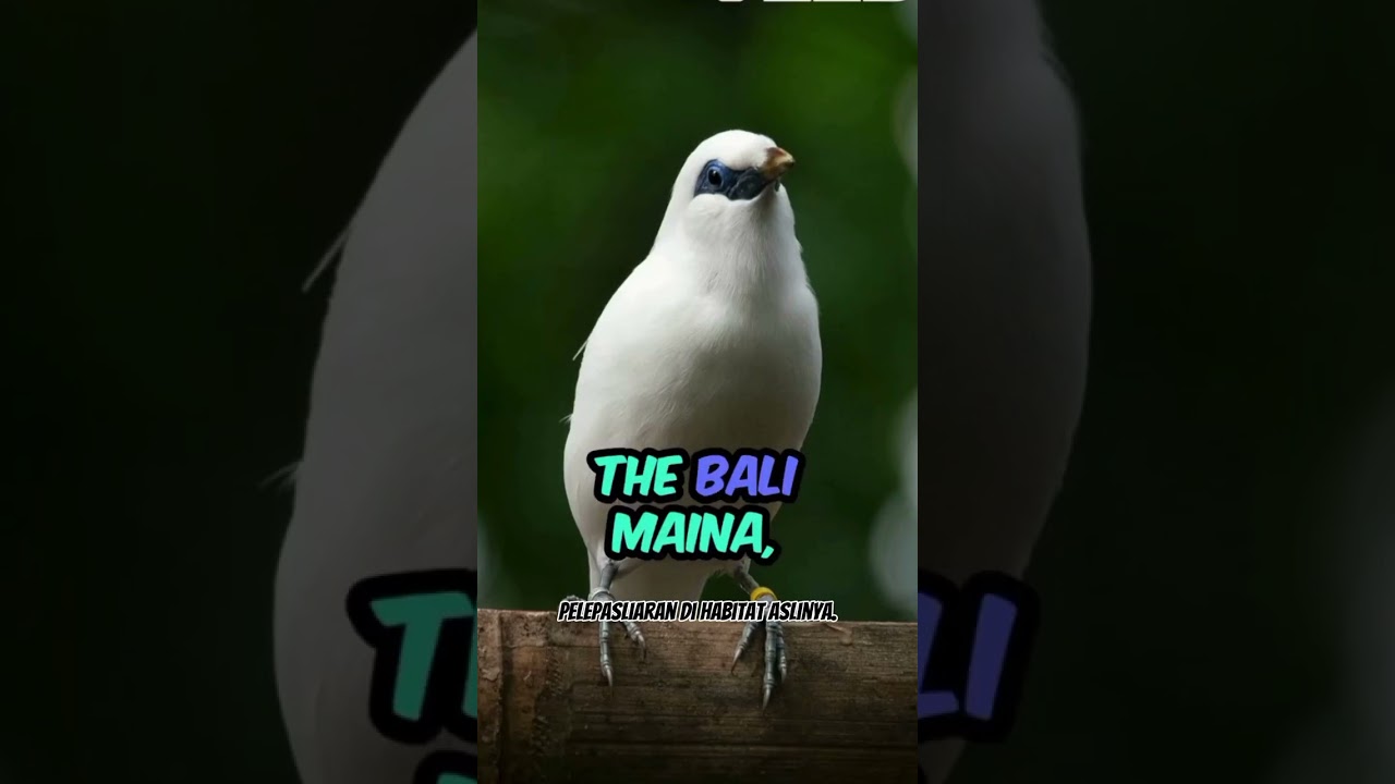 Burung Jalak Bali (Leucopsar rothschildi) 