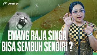 Download Lagu Dokter 24 - RAJA SINGA Bisa Sembuh Sendiri? Beneran Nggak Sih?