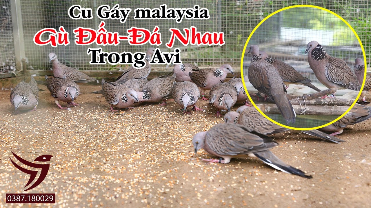 Cu Gáy malaysia Gù Đấu-Đá Nhau Trong Avi