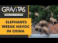 Gravitas: Poetic Justice? Elephants on the loose in China