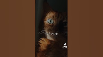 استمع القرآن الكريم واكتب يارب #القرآن_الكريم #comedianmahmoudagamey #محمودعجمي