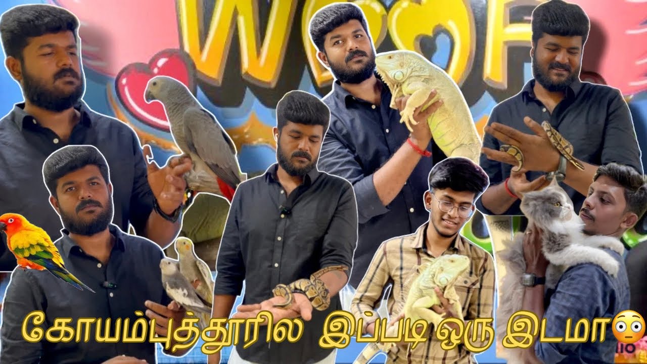 பாம்பு கூடவா வழகுறாங்க🫣 |woof exotic pets|rare variety pets|all India delivery available |pets
