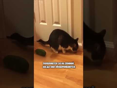 Почему КОТЫ боятся ОГУРЦОВ #кошки #кот #коты #shorts