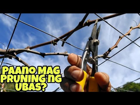 Video: Paano Upang Prune Isang Puno Ng Ubas