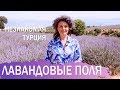 Незнакомая Турция. Лавандовые поля