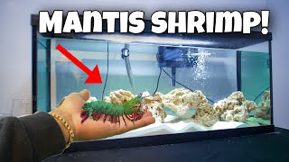 My *NEW* EXOTIC MANTIS SHRIMP!!