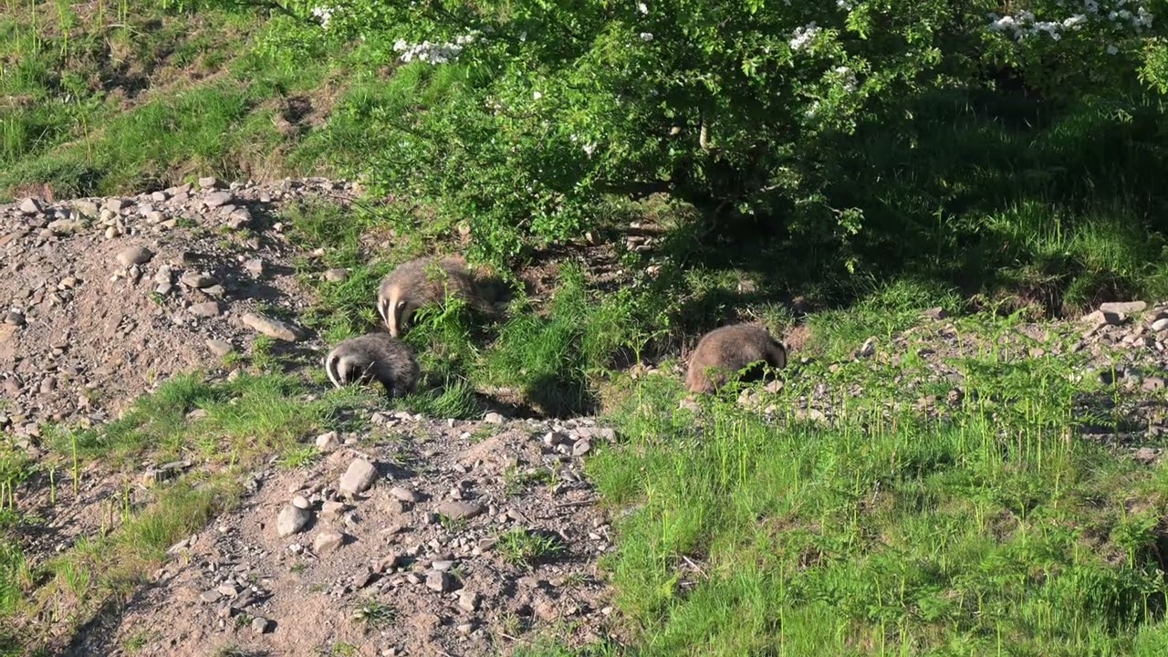 Badgers and Cubs 2