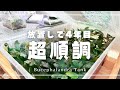 超高級水草を完全放置で増やして4年が経過しました。【アクアリウム】ブセファランドラ 育成 パルダリウム