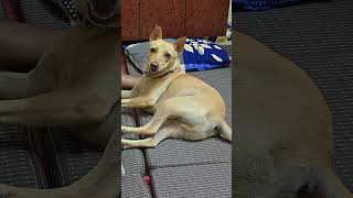 Meendum rockyin night alapparaigal