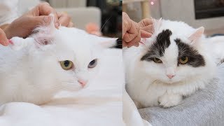 Cleaning Cat's Ears is Very Easy!