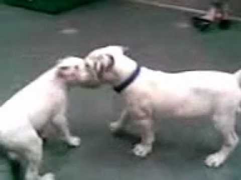 difference between johnson and scott american bulldog