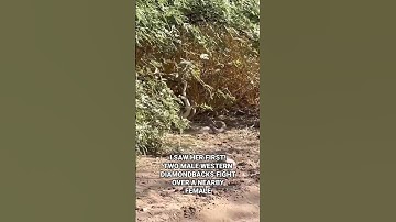 Rattlesnake Rumble! Watch 2 western diamondback rattlesnakes fight over a female! #snake #rattlers