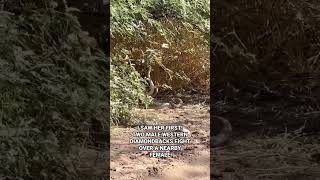 Rattlesnake Rumble! Watch 2 western diamondback rattlesnakes fight over a female! #snake #rattlers
