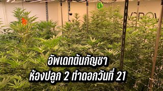 อัพเดทต้นกัญชา ห้องปลูก 2 ช่วงทำดอกวันที่ 21