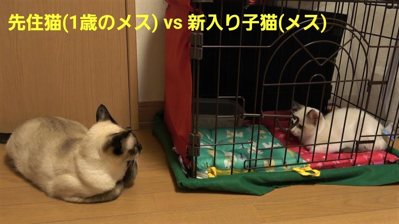細くて痩せ気味なシャム猫風白子猫を急遽保護し 新入り子猫として迎え入れた初日の様子 Youtube 細くて痩せ気味なシャム猫風白子猫を急遽保護し 新入り子猫として迎え入れた初日の様子 Youtube