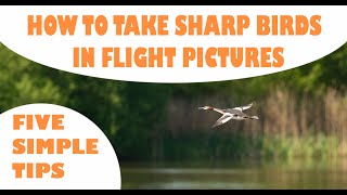 HOW TO TAKE SHARP BIRDS IN FLIGHT PICTURES