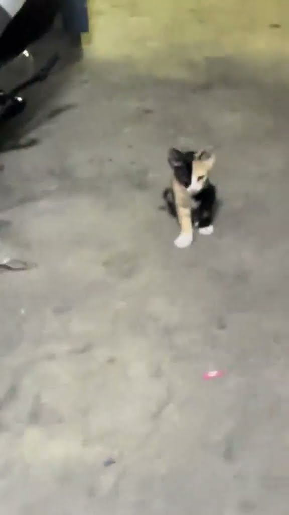 Très mignon petit chaton