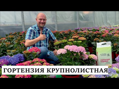 Очень красивые сорта гортензии крупнолистной от Тимирязевского питомника