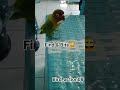 lovebird find it & bite😅#lovebird #parrot #burung