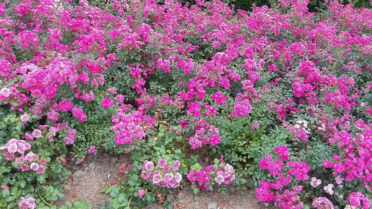 T073 74 Tafsiirka Suuratul  Al Mussamil  Al mudathir@sh Cumar Faaruuq Raximala