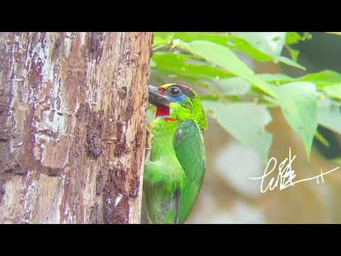 MY BORNEO BIRD DIARY (ep13): WATCH CLOSELY RED-THROATED BARBET PECKING