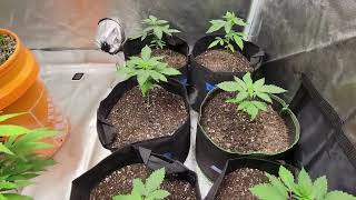 Mars Hydro TS1000 Sponsored  Weed Grow Series Part 3 Vegetative Stage