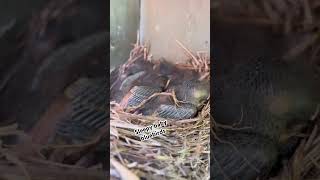 Sleepy baby bluebirds #bluebird #bluebirds #wildlife #birdwatcher #birdwatching #babybird #bird