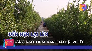 Làng đào, quất đang tất bật, rộn ràng cho vụ Tết| Tin Tức Dân Sinh  #tetnguyendan #daoquat