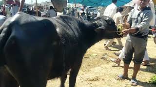 sialkot cattle market latest price of katti | کی قیمت مویشی منڈی سیالکوٹ میں کٹی