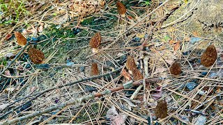 Washington Burn Morel Hunting 2026 - Lots of Clusters!