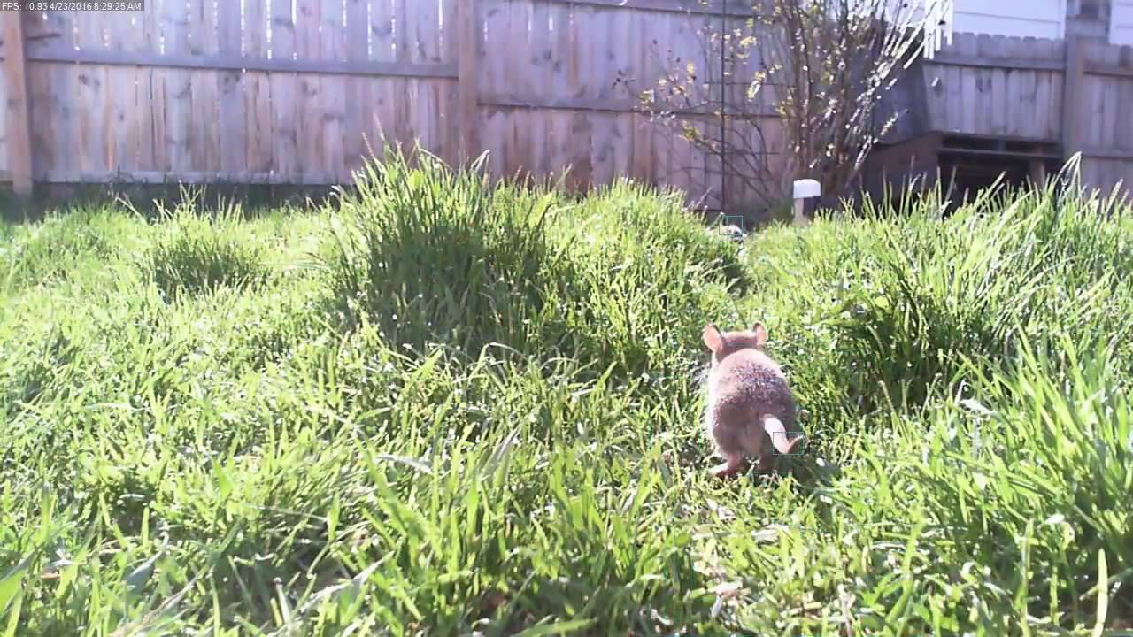 Norway Rats In Our Back Yard YouTube